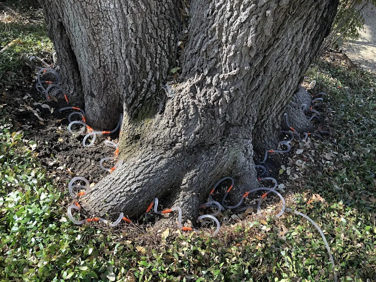 Detailed Tree Cabling and Bracing job site in Saint Hilaire