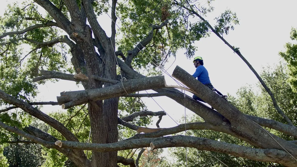 Professional Crown Thinning performed by certified arborists in Saint Hilaire