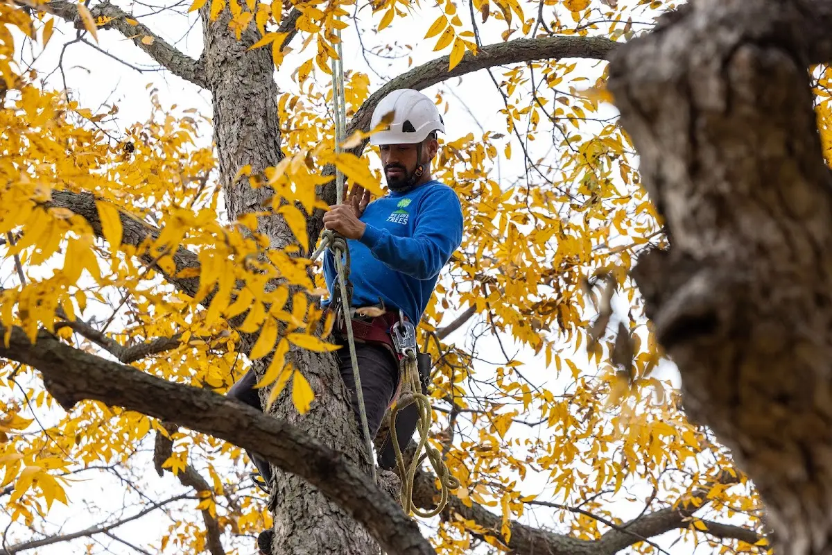 Skilled Tree Pruning crew working in Saint Hilaire