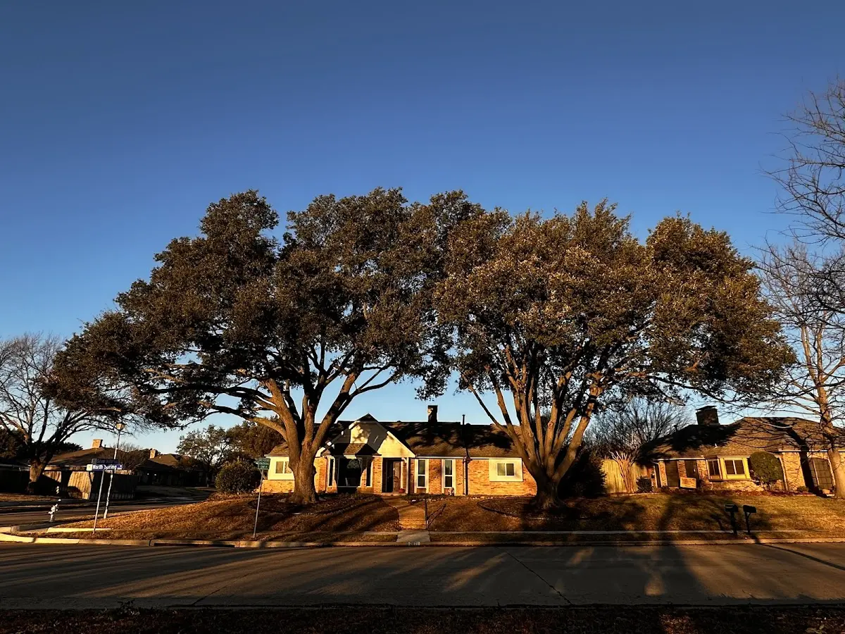 Established residential canopy tree shading a home in Saint Hilaire